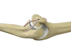 Ulnar Collateral Ligament Injury